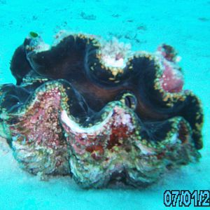 Australia_Underwater_2012_099