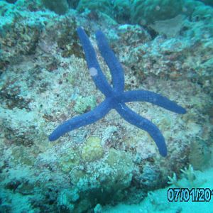 Australia_Underwater_2012_102