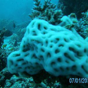 Australia_Underwater_2012_104