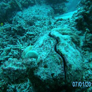 Australia_Underwater_2012_105