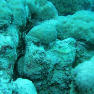 Australia_Underwater_2012_109