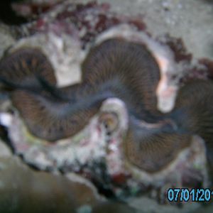 Australia_Underwater_2012_119