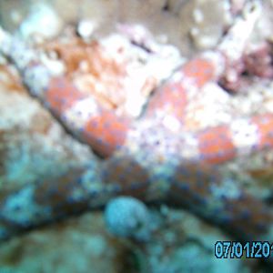 Australia_Underwater_2012_143