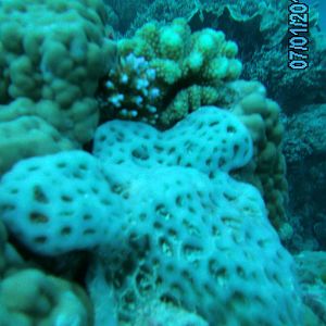 Australia_Underwater_2012_145