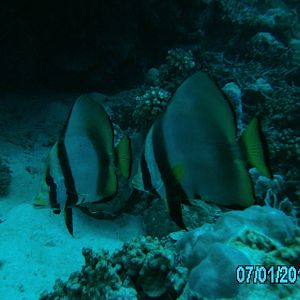 Australia_Underwater_2012_154