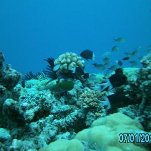 Australia_Underwater_2012_160