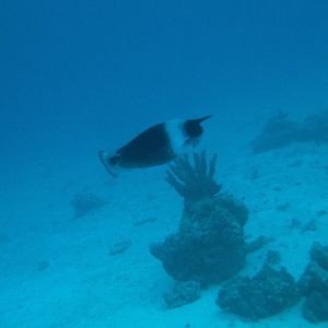 Australia_Underwater_2012_163