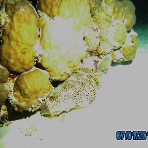 Australia_Underwater_2012_165