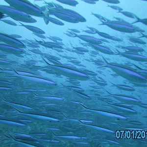 Australia_Underwater_2012_188