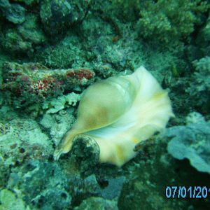 Australia_Underwater_2012_199