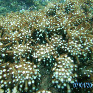 Australia_Underwater_2012_200