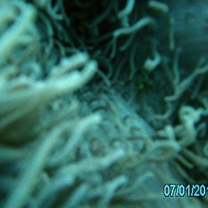 Australia_Underwater_2012_205