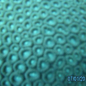 Australia_Underwater_2012_212