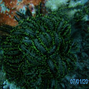 Australia_Underwater_2012_215