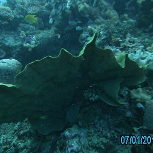 Australia_Underwater_2012_217