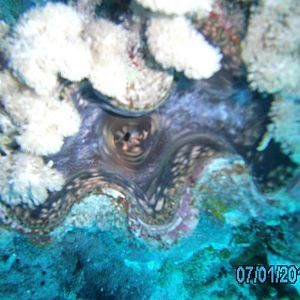 Australia_Underwater_2012_221