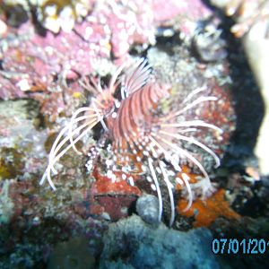 Australia_Underwater_2012_229