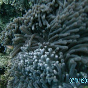 Australia_Underwater_2012_230