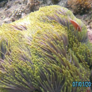 Australia_Underwater_2012_231