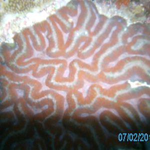 Australia_Underwater_2012_259