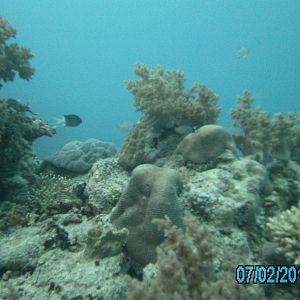 Australia_Underwater_2012_261