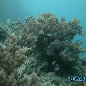 Australia_Underwater_2012_262