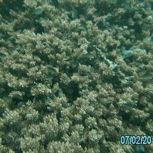 Australia_Underwater_2012_265