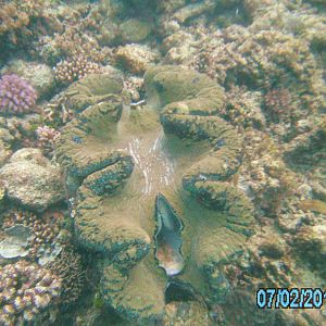 Australia_Underwater_2012_267