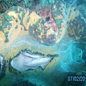 Australia_Underwater_2012_268