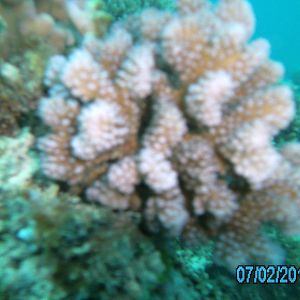 Australia_Underwater_2012_272