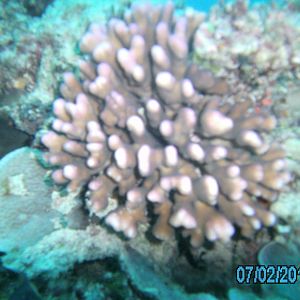 Australia_Underwater_2012_273