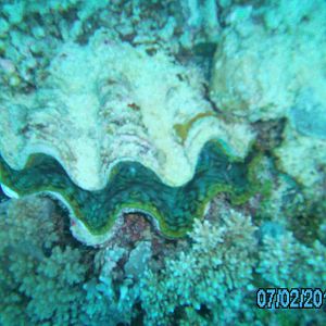 Australia_Underwater_2012_276