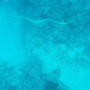 Australia_Underwater_2012_291