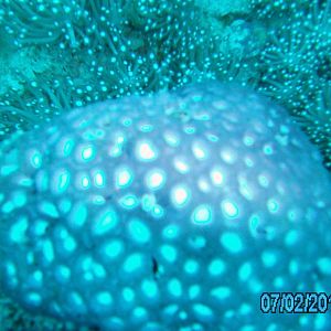 Australia_Underwater_2012_293