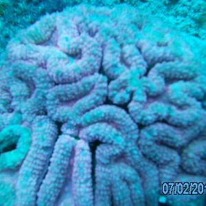 Australia_Underwater_2012_297