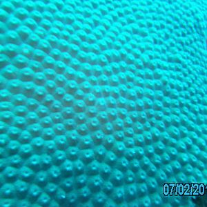 Australia_Underwater_2012_304