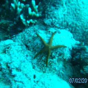 Australia_Underwater_2012_309