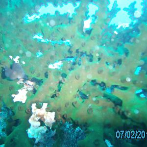 Australia_Underwater_2012_317