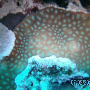 Australia_Underwater_2012_319