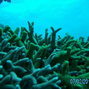 Australia_Underwater_2012_331