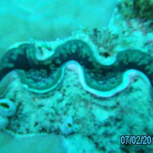 Australia_Underwater_2012_335