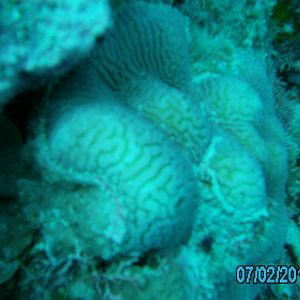 Australia_Underwater_2012_339