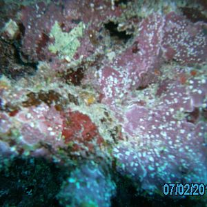 Australia_Underwater_2012_341