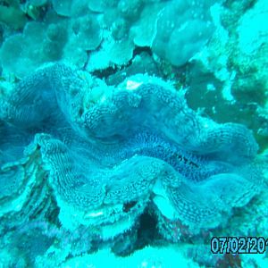 Australia_Underwater_2012_346