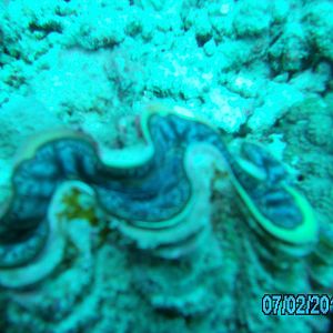 Australia_Underwater_2012_347