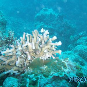 Australia_Underwater_2012_348