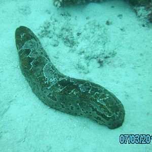 Australia_Underwater_2012_350