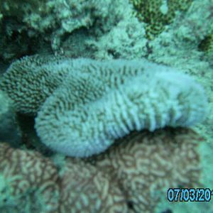 Australia_Underwater_2012_351