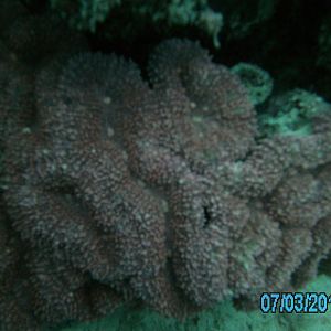 Australia_Underwater_2012_352