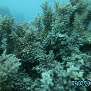 Australia_Underwater_2012_354